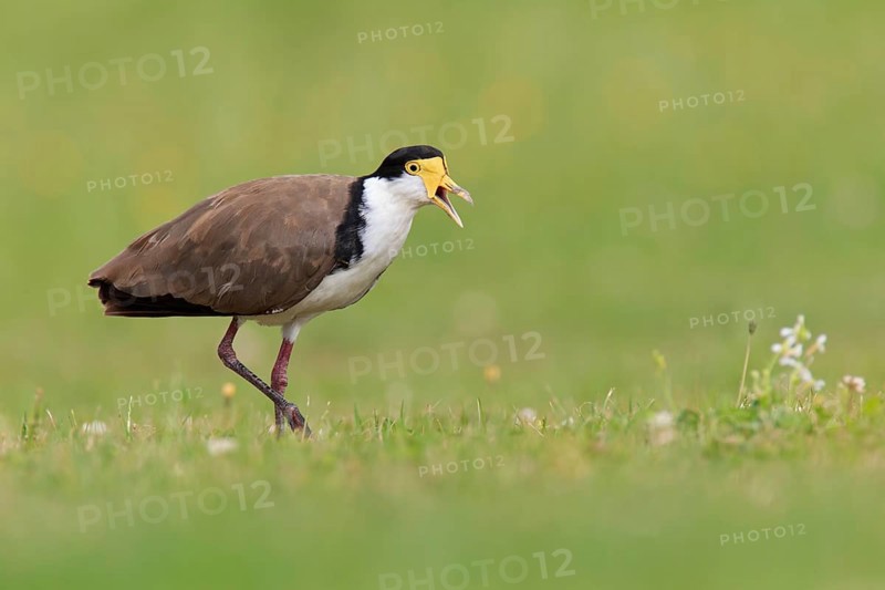 Masked Lapwing (Vanellus miles), Tasmania, Australia