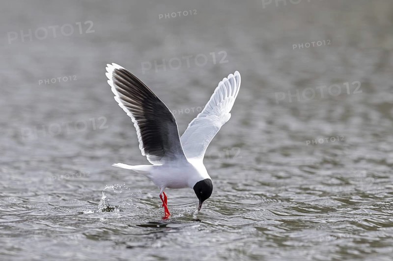 Hunting little gull (Hydrocoloeus minutus, Larus minutus) adult in summer plumage in flight catching insect from water surface of pond in spring
