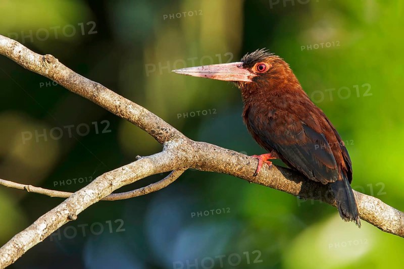 Purus Jacamar (Galbalcyrhynchus purusianus) perched on a branch in Manu National Park, Peru