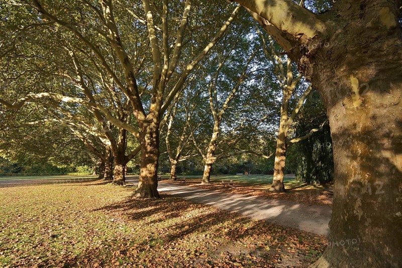 Path and common plane tree or Platanus × acerifolia (Platanus x hispanica, Platanus × acerifolia, Platanus × hybrida) in autumn, Platanenallee, Hamm, North Rhine-Westphalia, Germany