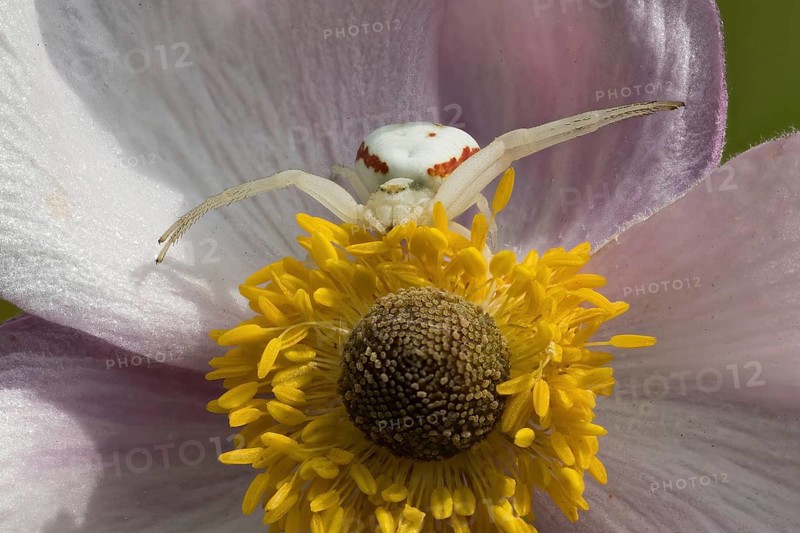 Goldenrod crab spider (Misumena vatia) sitting on the flower of an autumn anemone (Anemone hupehensis), Hesse, Germany