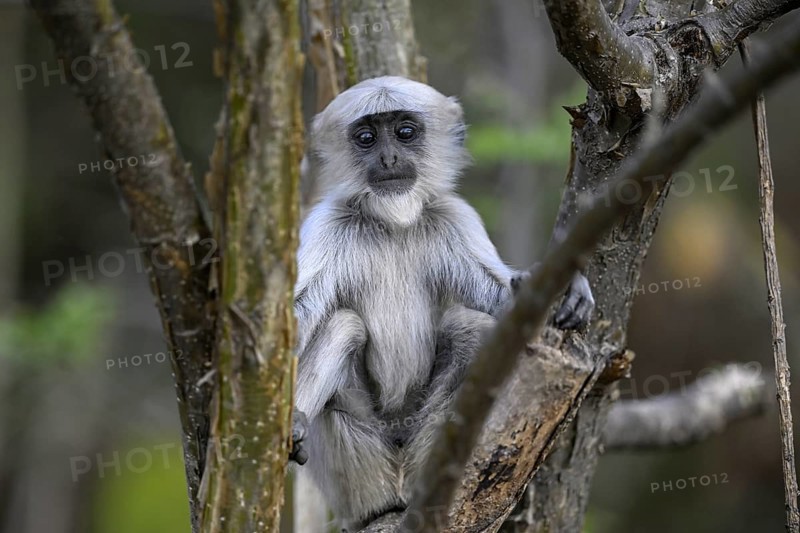 Terai grey langur (Semnopithecus hector), juvenile, portrait, Corbett National Park, near Ramnagar, Uttarakhand State, India