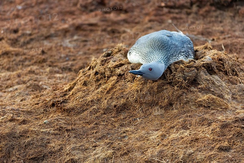 Red-throated diver (Gavia stellata) breeding on the nest, Aventdalen, Longyearbyen, Spitsbergen, Svalbard