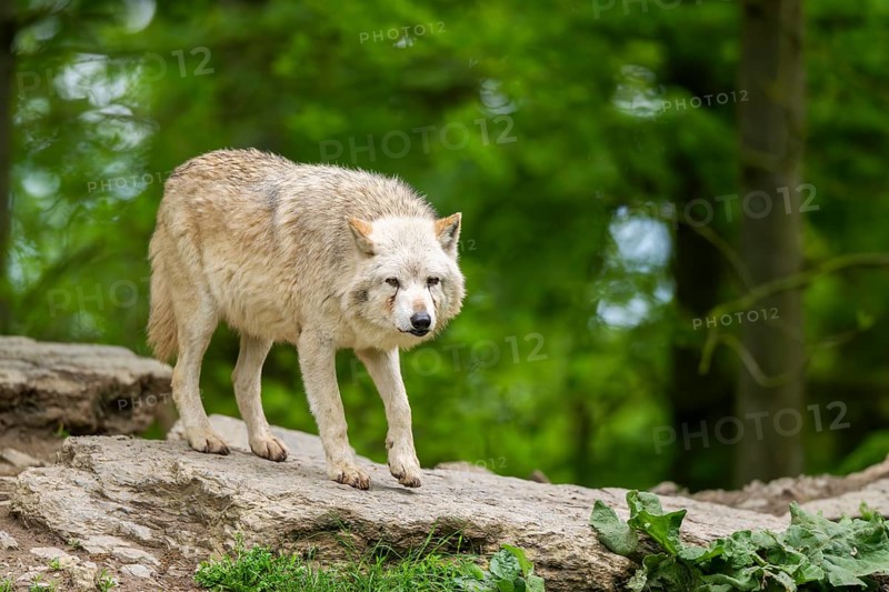 Eastern wolf (Canis lupus lycaon) standing on a little hill, Bavaria, Germany
