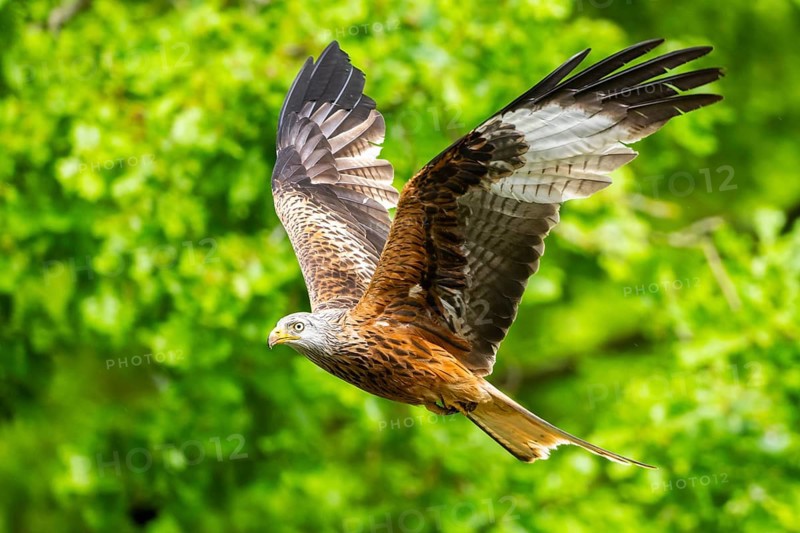 Red kite (Milvus milvus) flying in a forest in early summer, Bavaria, Germany