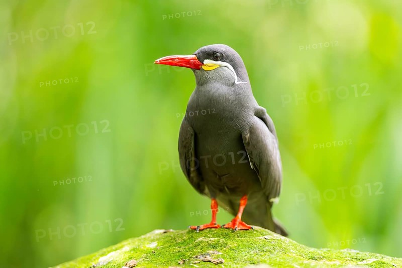 Inca tern (Larosterna inca) sitting on a rock, captive, Zoo Augsburg, Germany