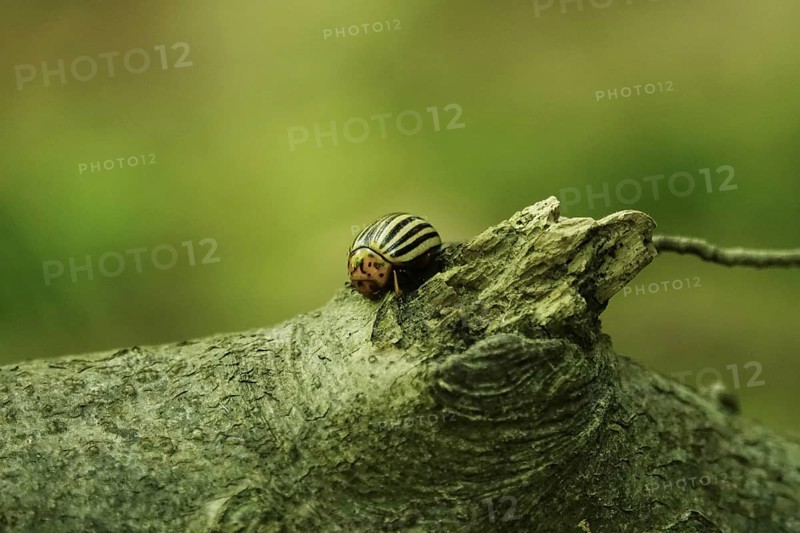 Colorado potato beetle, June, Germany