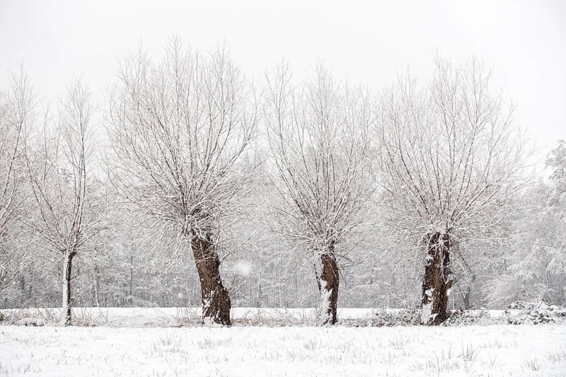 Old gnarled pollarded trees, pollarded willows in the snow on the Lower Rhine, on the left bank of the Rhine between Düsseldorf and Meerbusch, Ilvericher Altrheinschlinge, native nature, landscapes in the snow, rare weather conditions in the Rhineland, Lower Rhine, Meerbusch, North Rhine-Westphalia, Germany, Western Europe