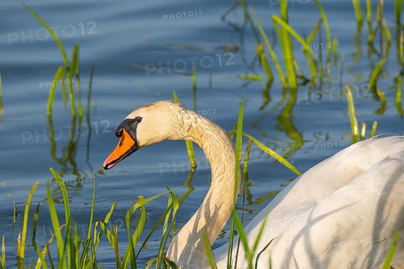 A Mute Swan (Cygnus olor) swimming on the shore of the Steinhuder Meer, animal photo, bird, bird species, nature photo, wildlife, fauna, Hagenburg, Lower Saxony, Germany