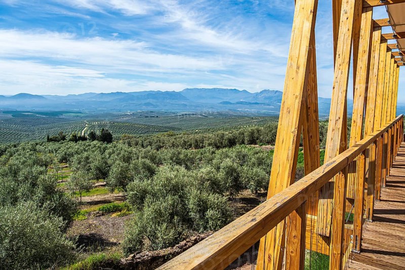 Wooden viewing platform, city Ubeda, view over endless olive tree fields to distant mountains, Ubeda, Andalusia, Spain