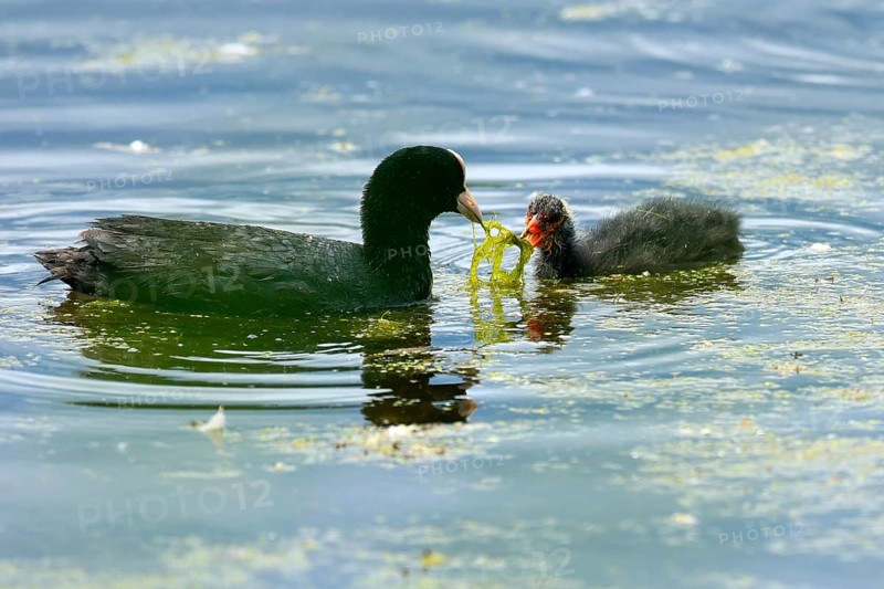 Eurasian Coot giving chicks algae in clear water, Coot, (Fulicia atra), wildlife, Germany