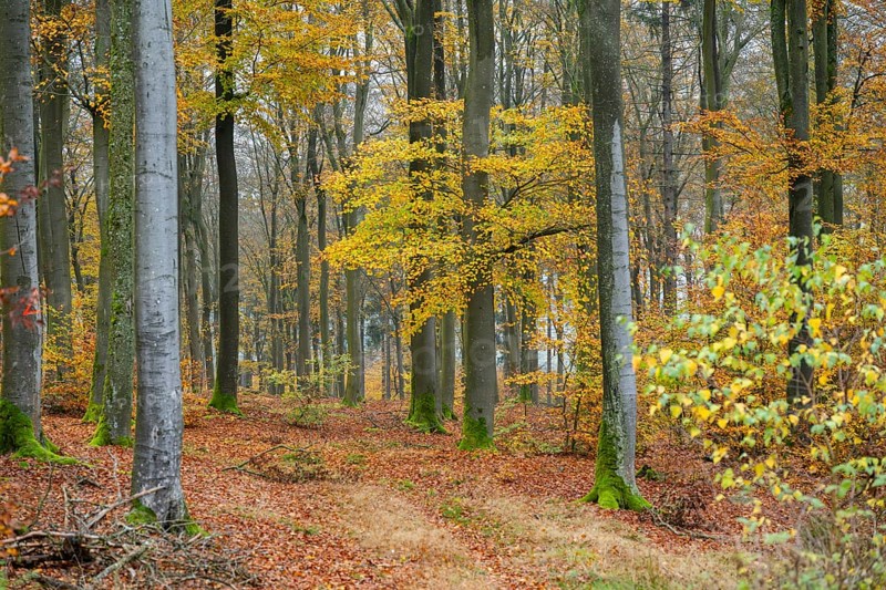 European beech (Fagus sylvatica), colored leaves in autumn in a beeck forest, Bavaria, Germany