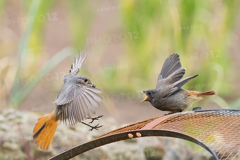 Female black redstart (Phoenicurus ochruros) approaching to feed a young bird on a wire mesh, Hesse, Germany