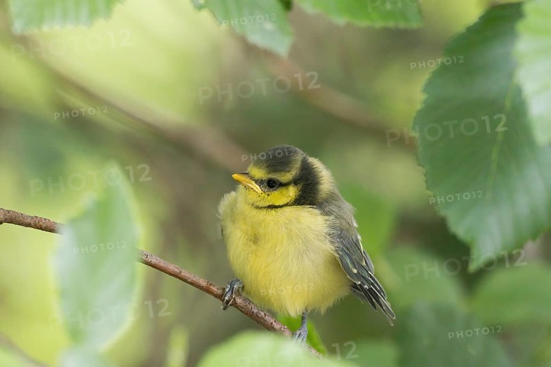 A great tit (Parus major), young bird, sitting on a branch in the countryside, Hesse, Germany