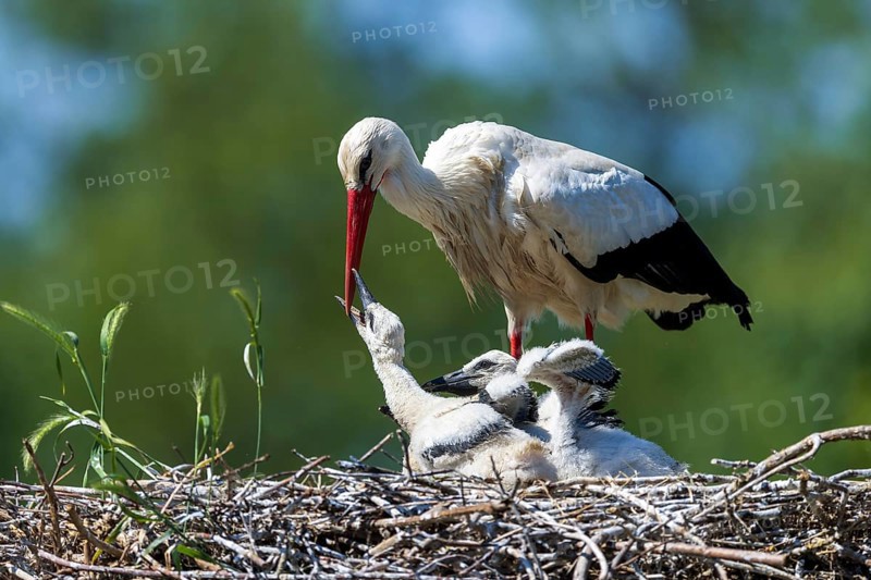 Stork feeding its chicks in the nest in front of a green, blurred natural backdrop, White Stork (Ciconia ciconia), wildlife, Germany