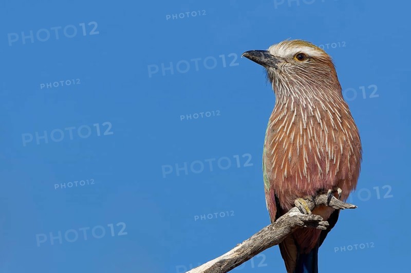 Lilac-breasted roller (Coracias caudatus), sitting on a branch, at the top of a tree, bird portrait, Kalahari desert, Kgalagadi Transfrontier Park, Northern Cape, South Africa