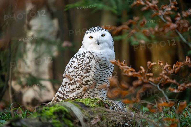 Snowy owl (Bubo scandiacus) sitting on the ground, Bavaria, Germany