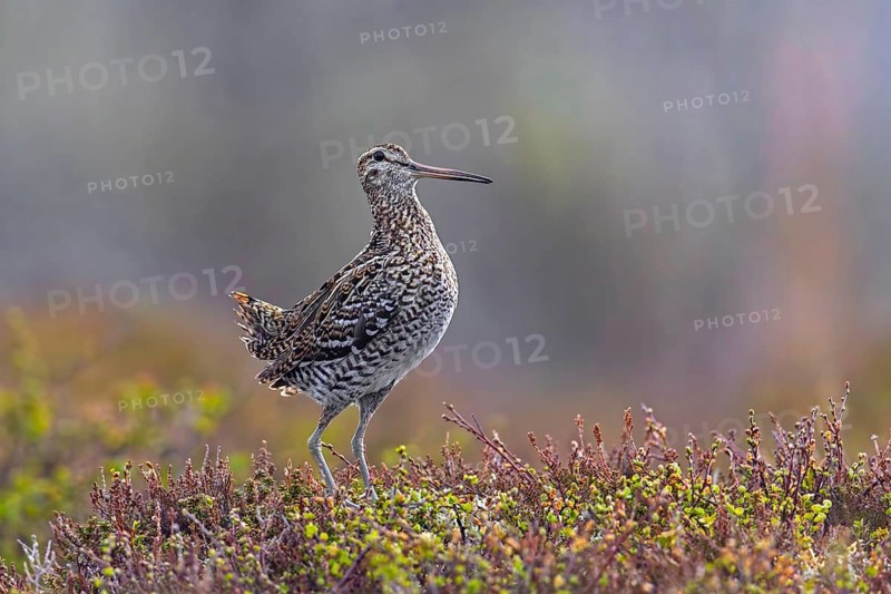 Great snipe (Gallinago media) male displaying at lek on tundra breeding ground in spring (June), Sweden, Scandinavia