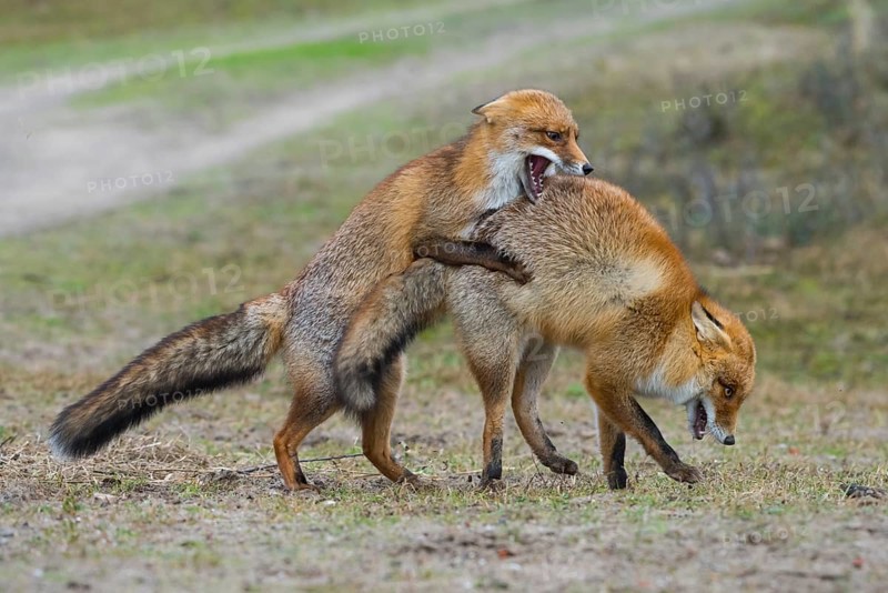 Red Fox (Vulpes vulpes) pair fighting and playing, Netherlands