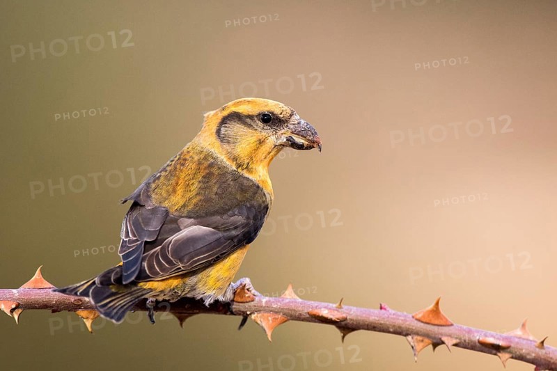 Red Crossbill (Loxia curvirostra) male perched on a branch, Aragon, Spain