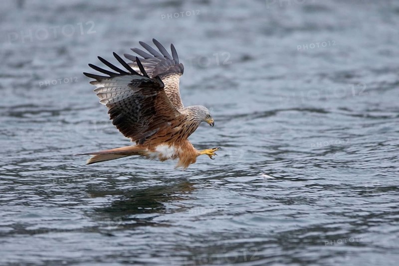 Rotmilan, lat. Milvus milvus, Altvogel im Jagdflug auf einen im Wasser treibenden toten Fisch