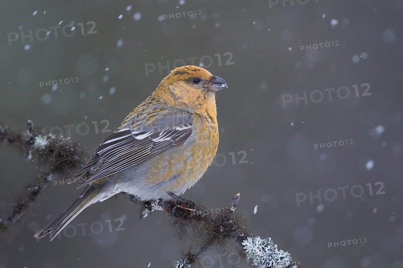 Pine Grosbeak - Hakengimpel - Pinicola enucleator, Finland