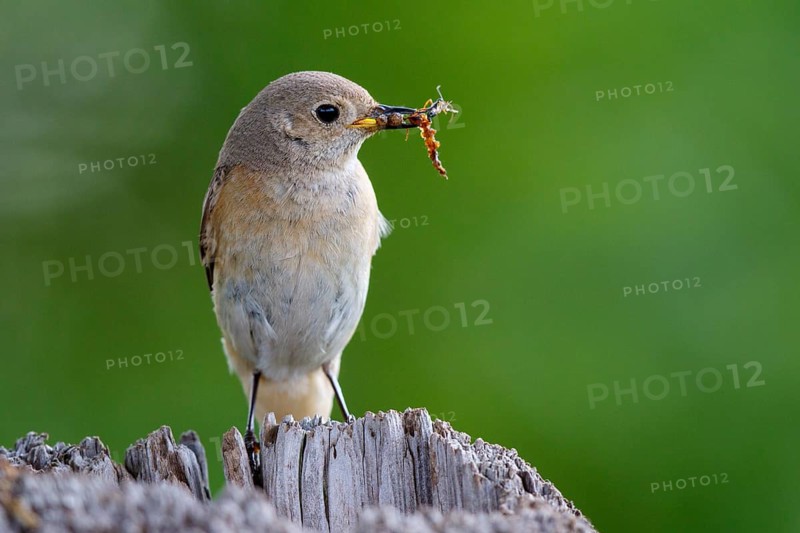 Common Redstart (Phoenicurus phoenicurus) female with feed in beak, North Rhine-Westphalia, Germany