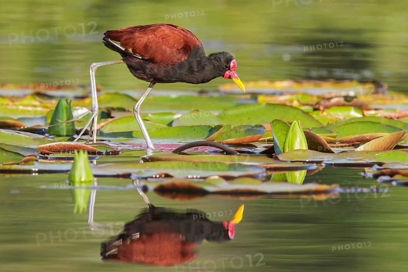 Wattled Jacana (Jacana jacana) in a lake in Manu National Park, Peru
