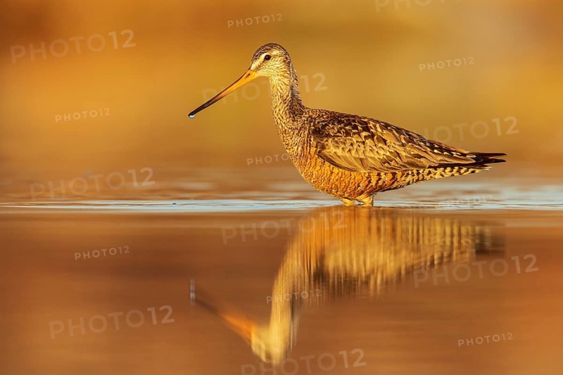 Hudsonian Godwit (Limosa haemastica) in a pond in the tundra near Churchill, Manitoba, Canada