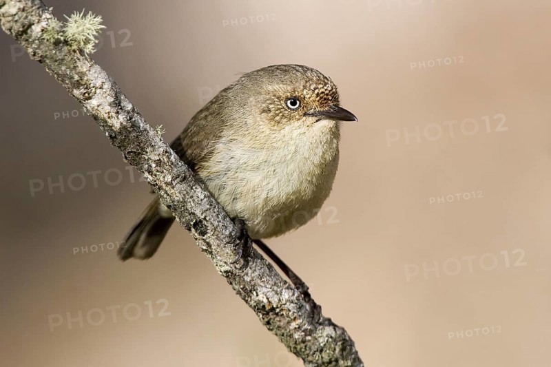 Western Thornbill (Acanthiza inornata), Western Australia, Australia