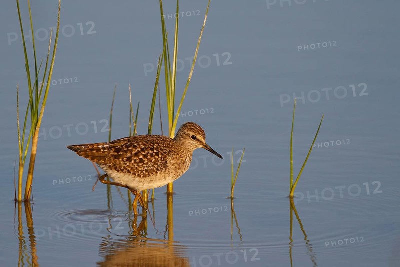 Wood Sandpiper (Tringa glareola), Mallorca, Spain