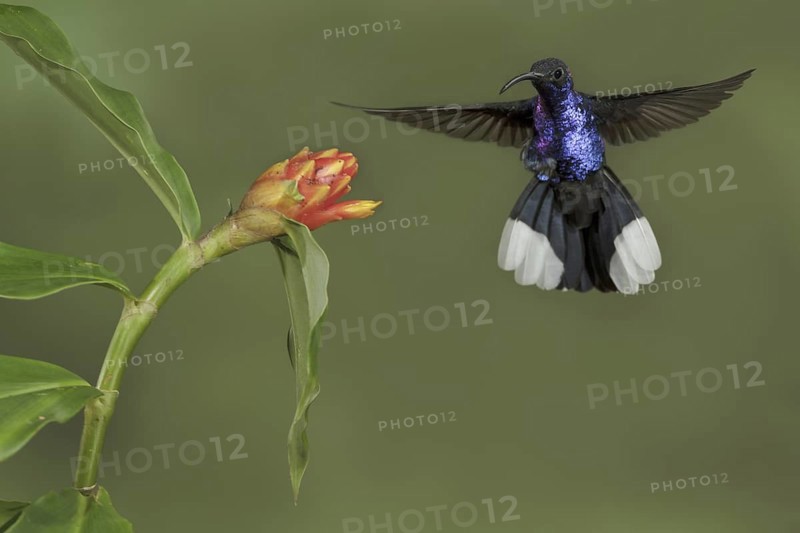 Violet Sabrewing (Campylopterus hemileucurus), Costa Rica