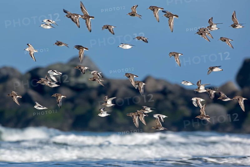 Purple Sandpiper & Sanderling (Calidris maritima & Calidris alba) flock flying, Schleswig-Holstein, Germany