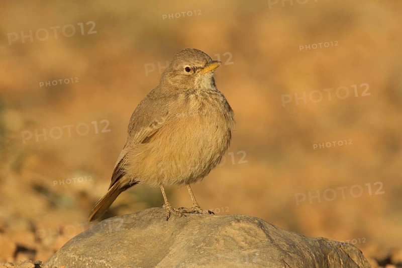 Desert Lark (Ammomanes deserti), Morocco
