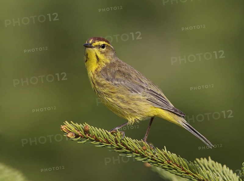 Palm Warbler (Setophaga palmarum hypochrysea), Maine, USA