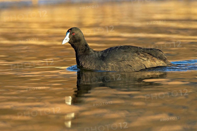 Red-knobbed Coot (Fulica cristata), Madrid, Spain