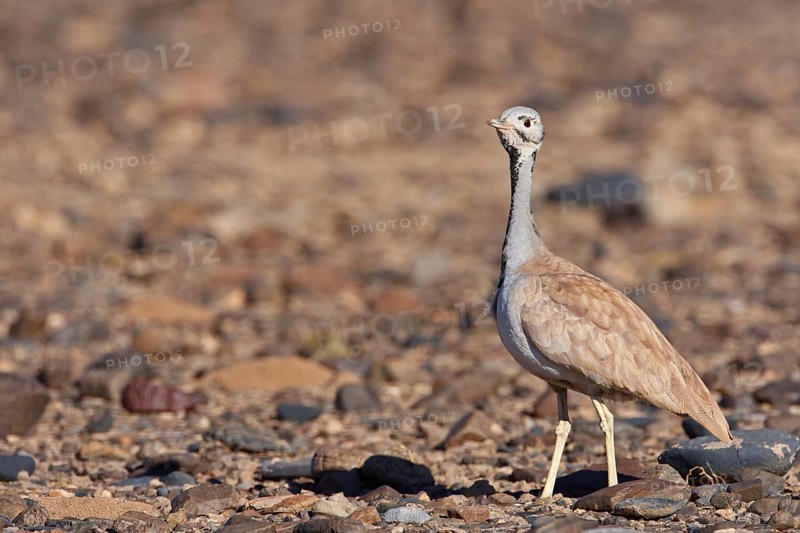 Rüppell's Korhaan (Eupodotis rueppelii), Hardap, Namibia