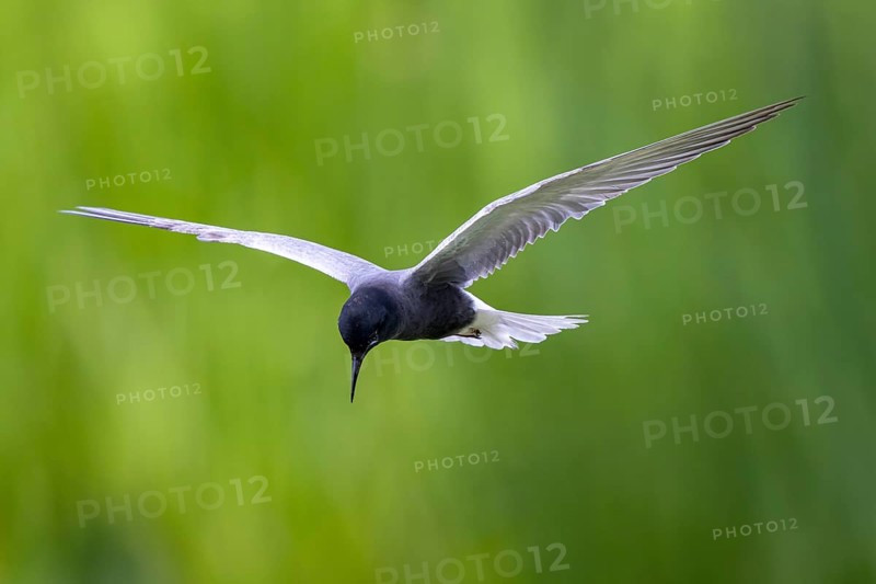 Black Tern (Chlidonias niger) flying, Netherlands