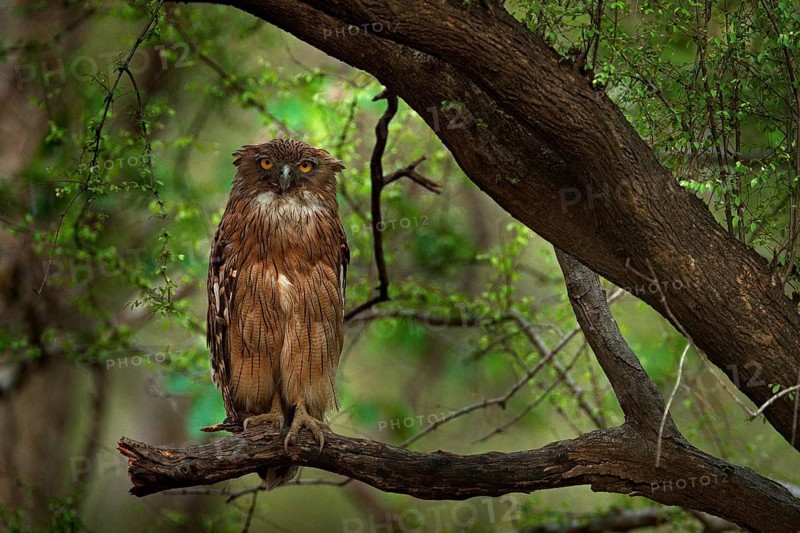 Brown Fish-owl, Ketupa zeylonensis, rare bird from Asia. India beautiful owl in nature forest habitat. Bird from Ranthambore, India. Fish owl sitting on the branch in the dark green tropic forest