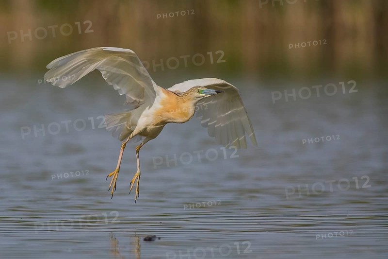 Squacco Heron (Ardeola ralloides) flying, Subotica, Serbia