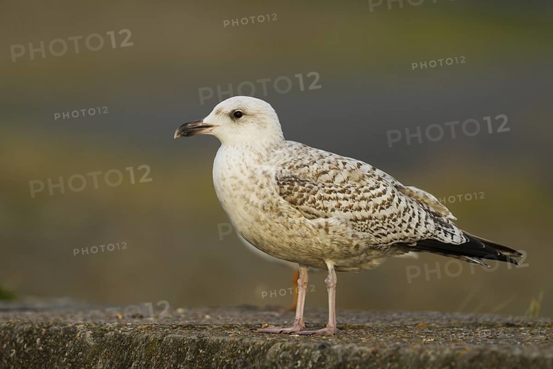 Great Black-backed Gull (Larus marinus), Baden-Wuerttemberg, Germany