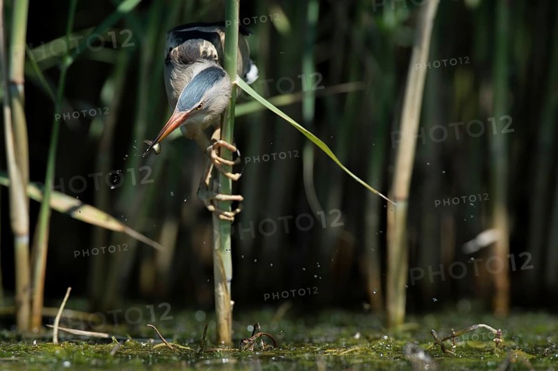 Little Bittern (Ixobrychus minutus) foraging, Bulgaria