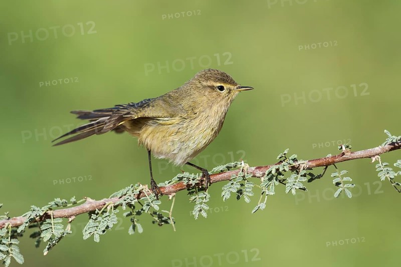 Common Chiffchaff (Phylloscopus collybita), Eilat, Israel