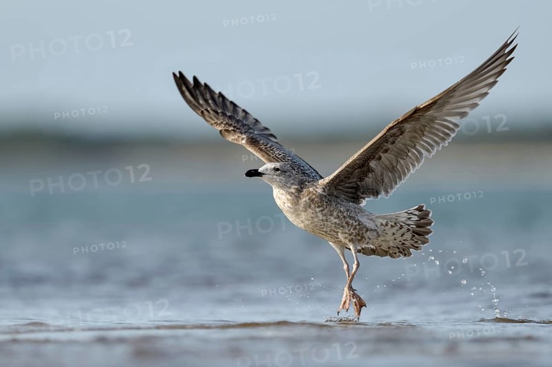 Lesser Black-backed Gull (Larus fuscus fuscus) juvenile taking flight, Mecklenburg-Western Pomerania, Germany