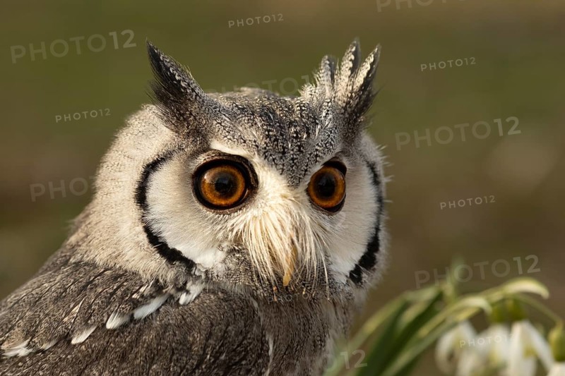 Southern White-faced Owl (Ptilopsis granti) captive, Germany