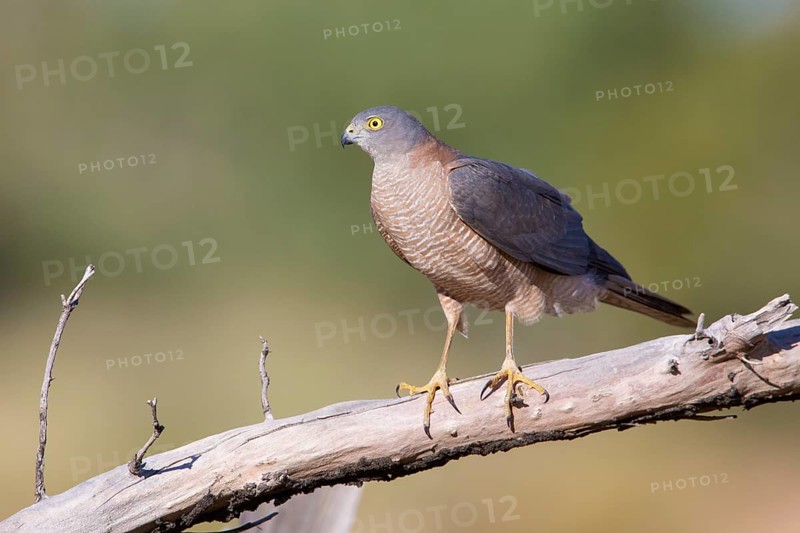 Collared Sparrowhawk (Accipiter cirrocephalus) perched on a branch, Queensland, Australia