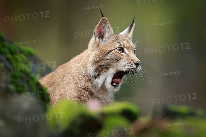 Lynx with open muzzle, bellowing in the forest. Sitting Eurasian wild cat on green mossy stone, green in background. Wild cat in their nature habitat, Czech, Europe. Detail portrait of lynx