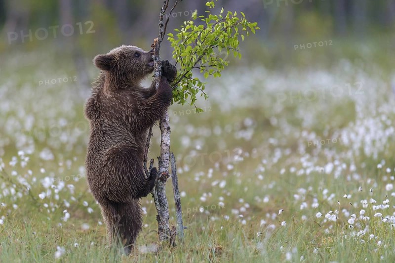 Eurasian Brown Bear (Ursus arctos) cub climbing on young tree in white cottongrass, Finland