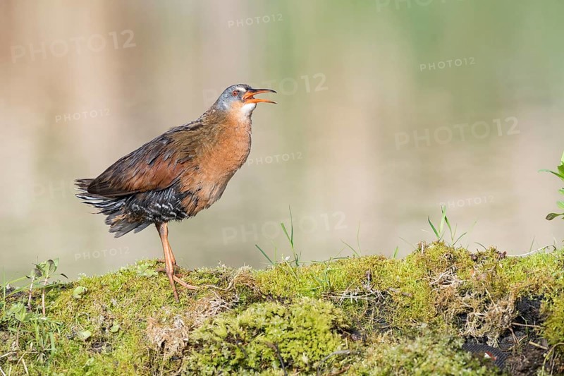 Virginia Rail (Rallus limicola) calling, British Columbia, Canada