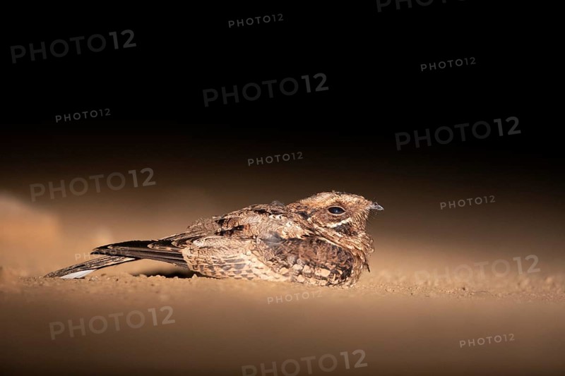 Pfeifnachtschwalbe (Caprimulgus pectoralis) perched on the ground, South Africa
